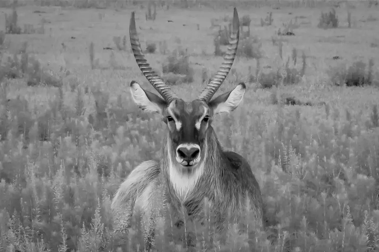 Large antelope black and white photo