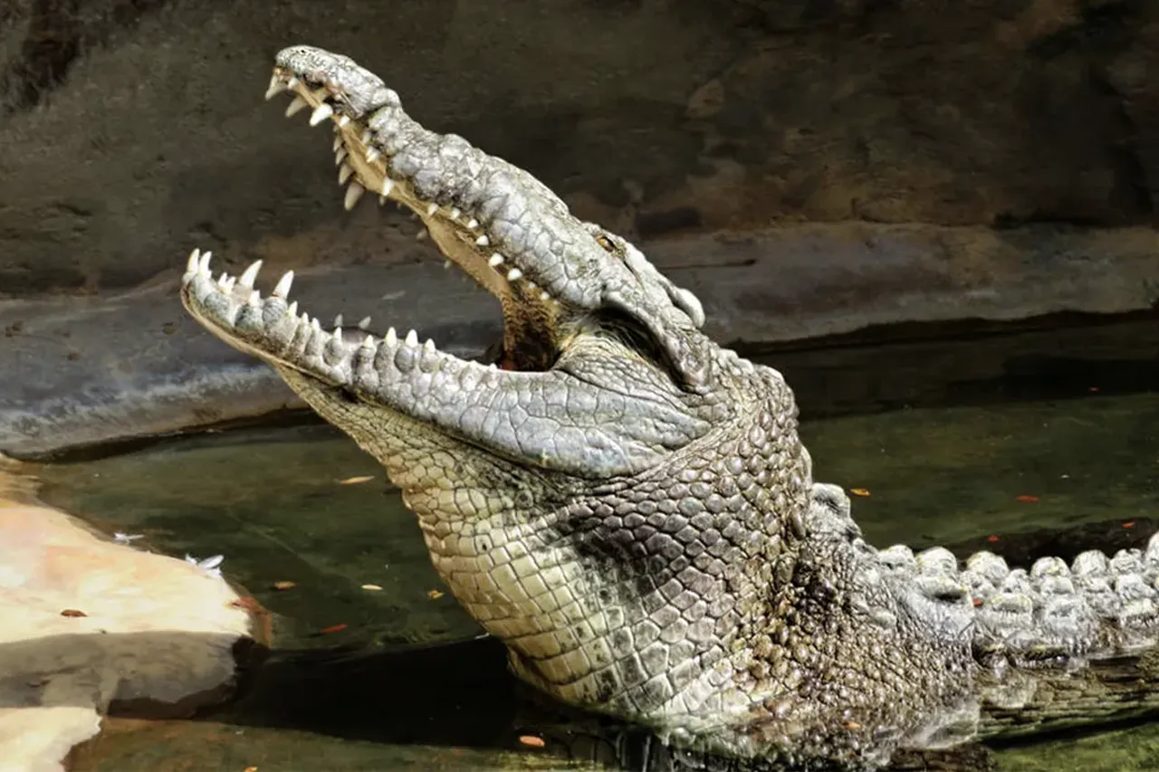 Crocodile photo