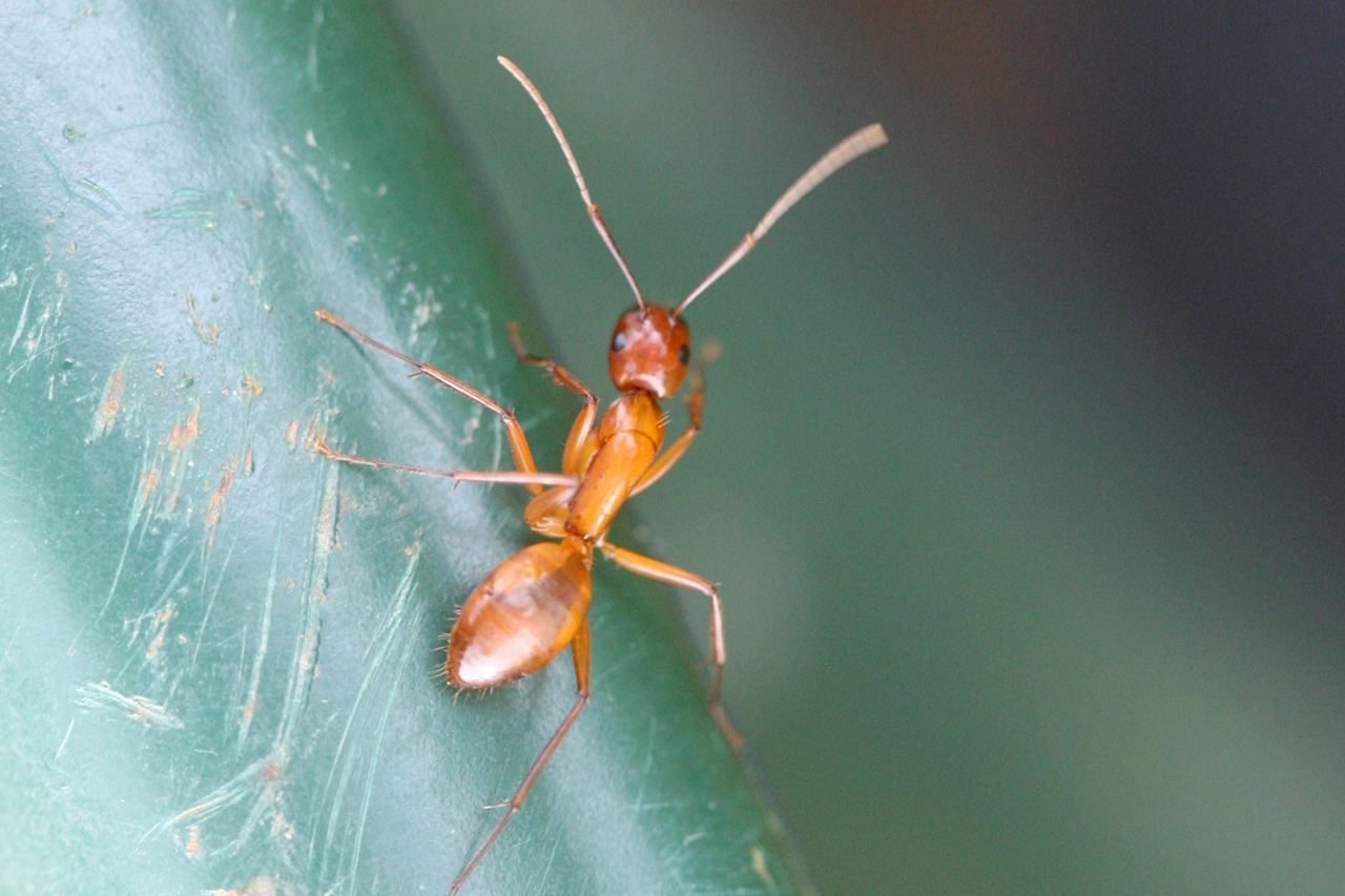 Macro photo of ant
