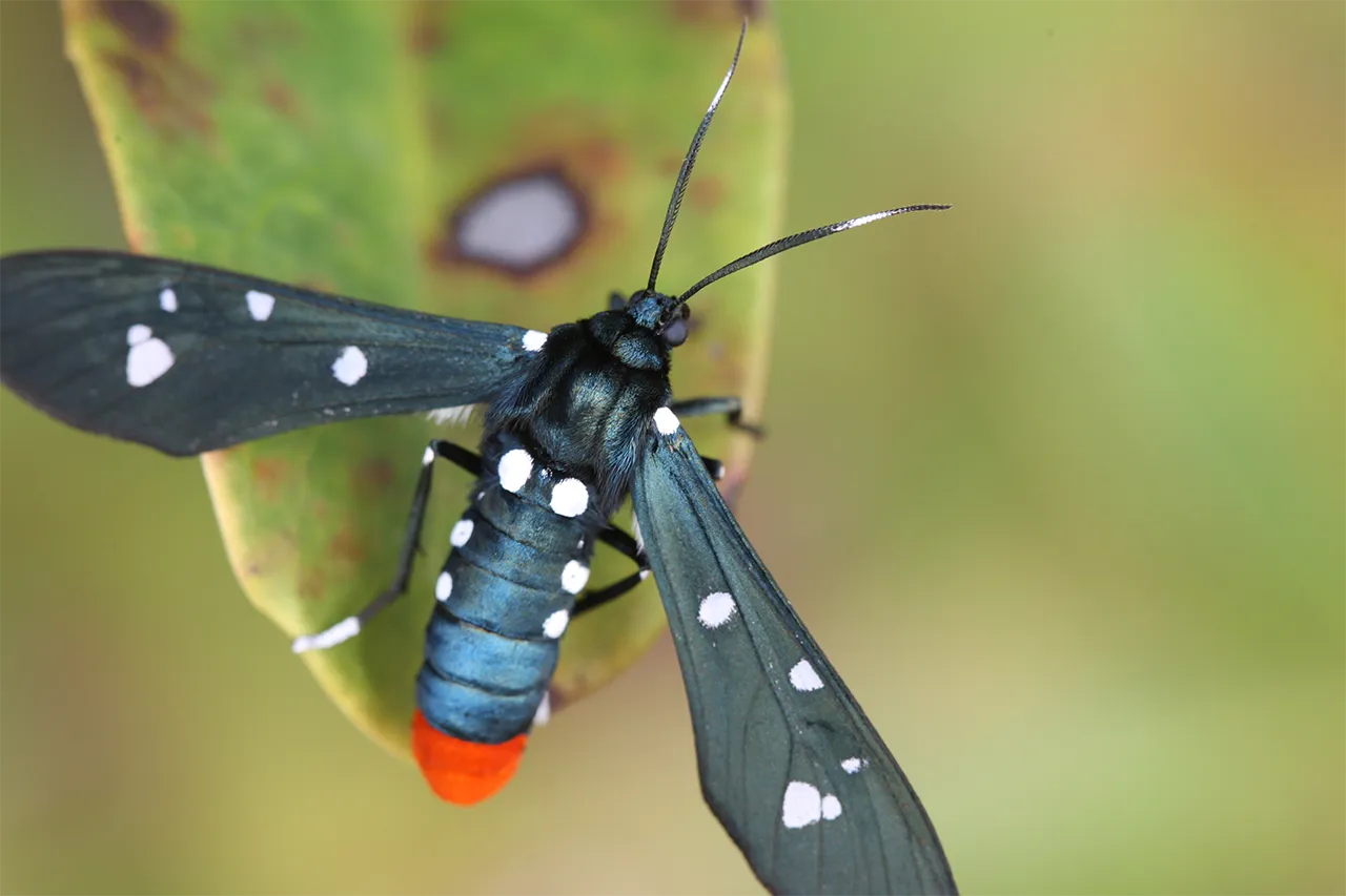 White Spotted Wasp Moth